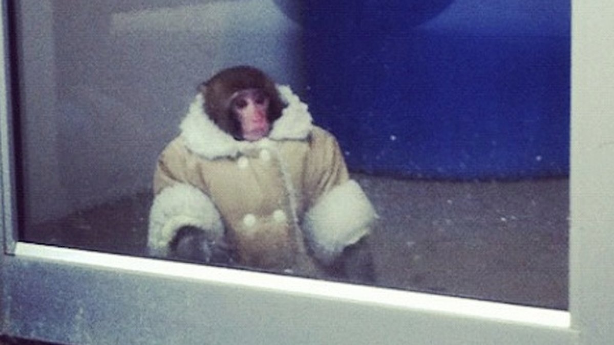 Han hittade på Ikea i Toronto iklädd den här jackan.